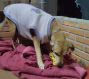 Cão