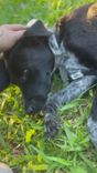 Cão