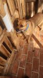 Cão