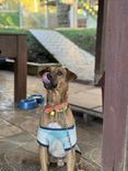 Cão