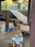 Cão