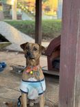 Cão