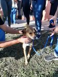 Cão