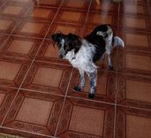 Moisés