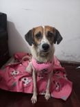 Cão