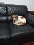 Cão