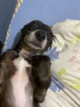 Cão
