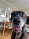 Cão