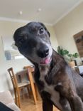 Cão