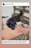 Cão