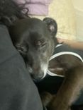 Cão