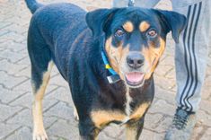 Cão