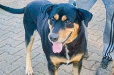 Cão