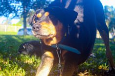 Cão
