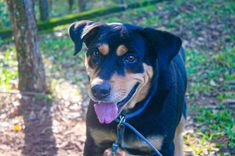 Cão