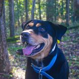 Cão