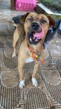 Cão