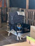 Cão