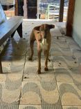 Cão
