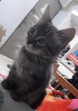 Anakin