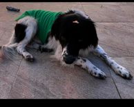 Cão