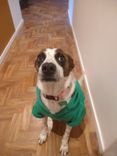 Cão
