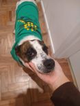 Cão
