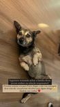 Cão