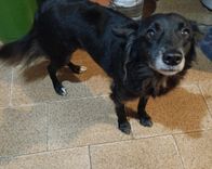 Cão