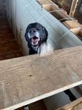 Cão