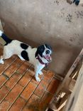 Cão