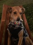 Cão