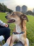Cão