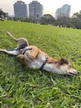 Cão