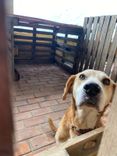 Cão