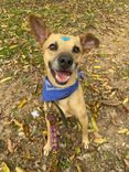 Cão