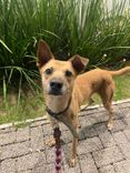 Cão