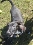 Cão