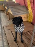 Cão