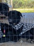 Cão