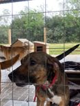 Cão