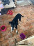 Cão