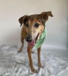 Cão