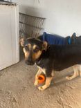 Cão