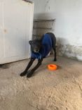 Cão