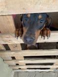 Cão