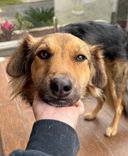 Cão