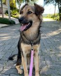 Cão