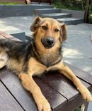 Cão