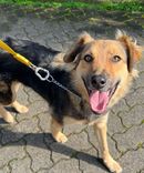 Cão